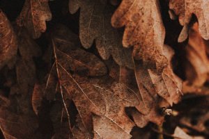 Undo App | Close up of brown leaves
