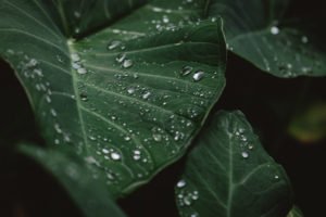Undo App | Close up of a large leaf with drops of dew
