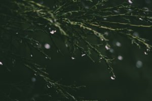 Undo App | Close up of green branches with dew dripping off them
