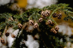 Undo App | Close-up of brown pine cones and green leaves, capturing the essence of being still in nature