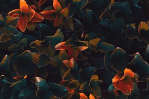 Undo App | Close up on red and green leaves