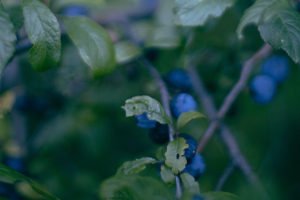 Undo App | Blurry close up of leaves on a branch