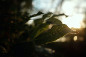 Undo App | Close up of a leaf with light behind it