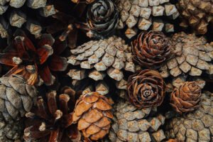 Undo App | Close up of pinecones