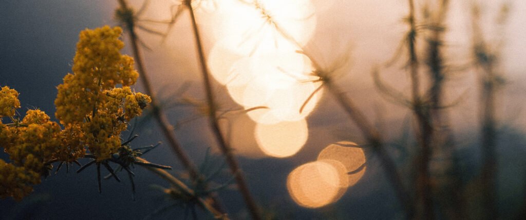 Mindfulness vs meditation