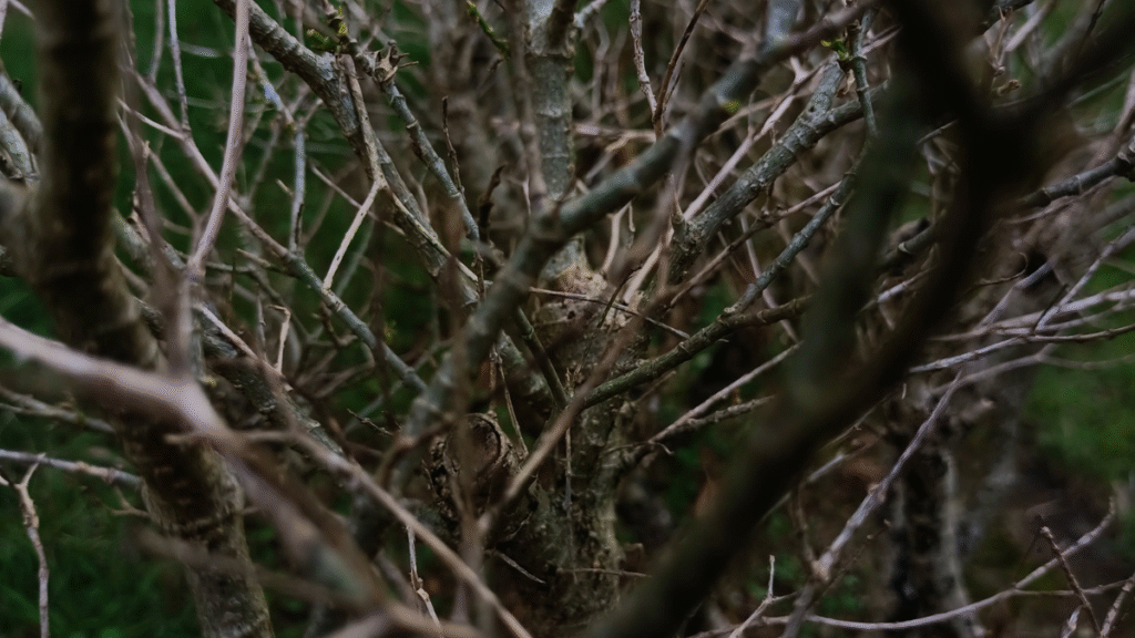 Meditation for feeling stuck. Forest tree dry branches.